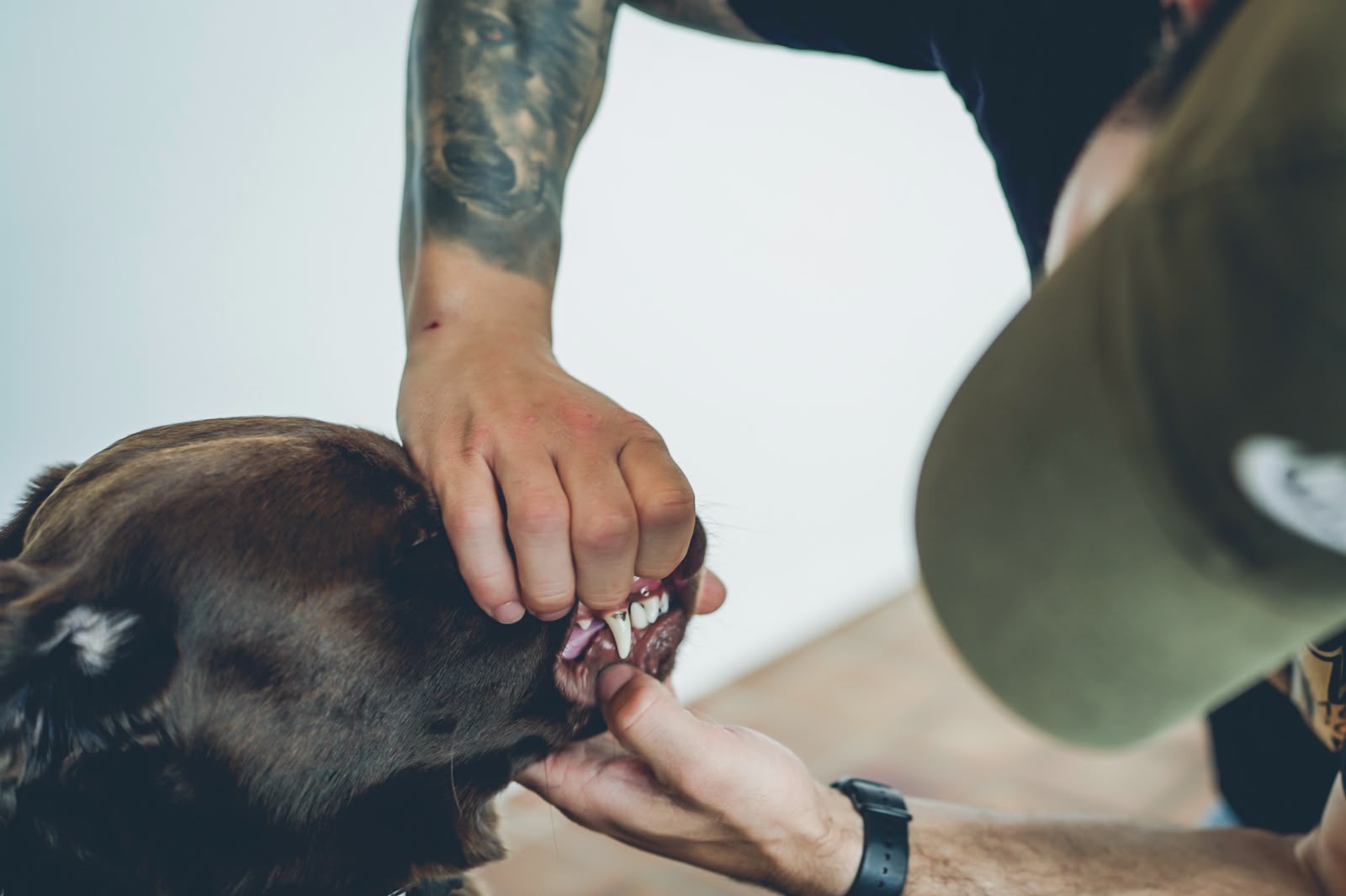 Onlinekurs Erste Hilfe am Hund I